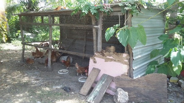 chickencoops